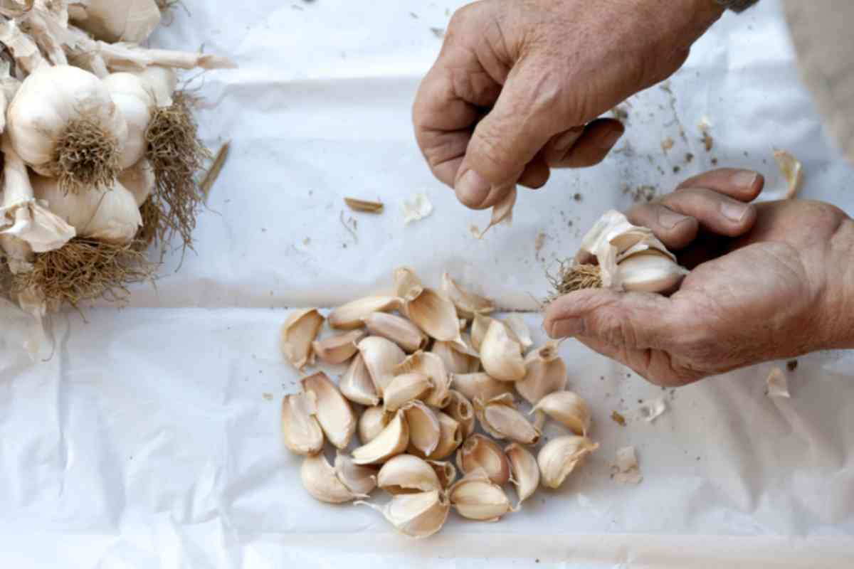 Non solo un alleato per il giardino, l’aglio è anche un prezioso supporto per la salute umana. Il consumo regolare migliora la funzionalità cerebrale,
