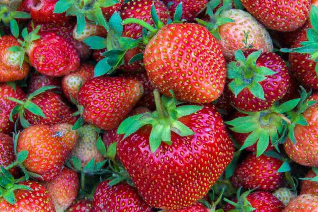 fragole