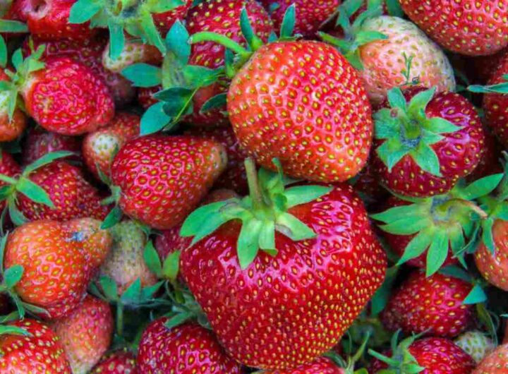 fragole