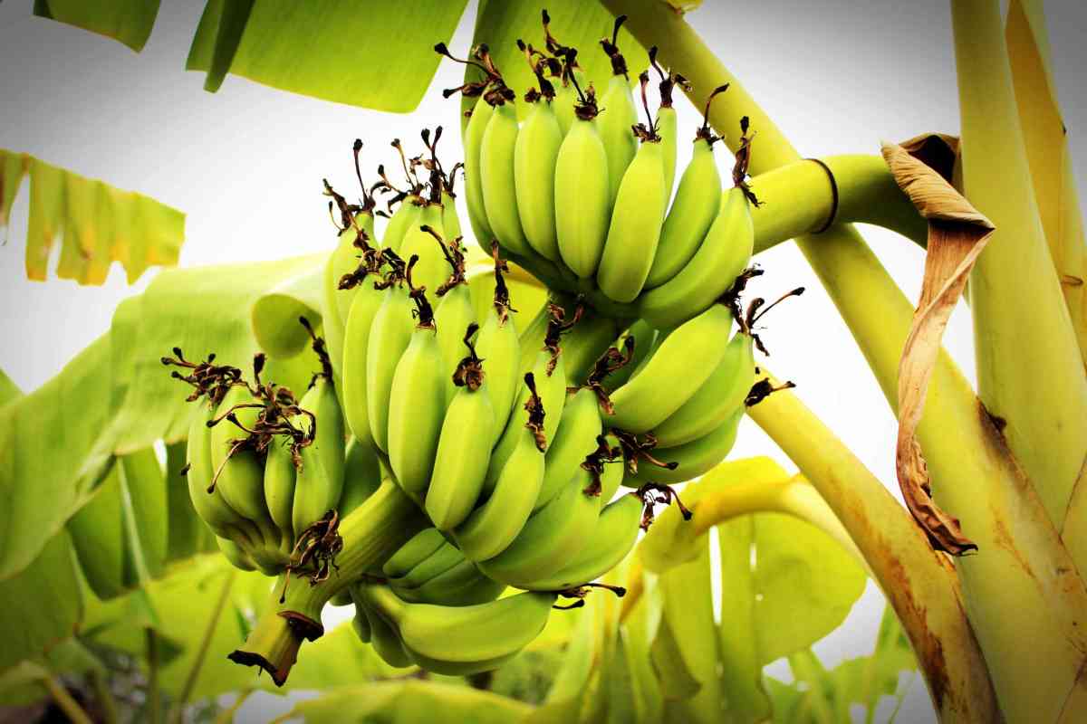 Banane filo commestibile
