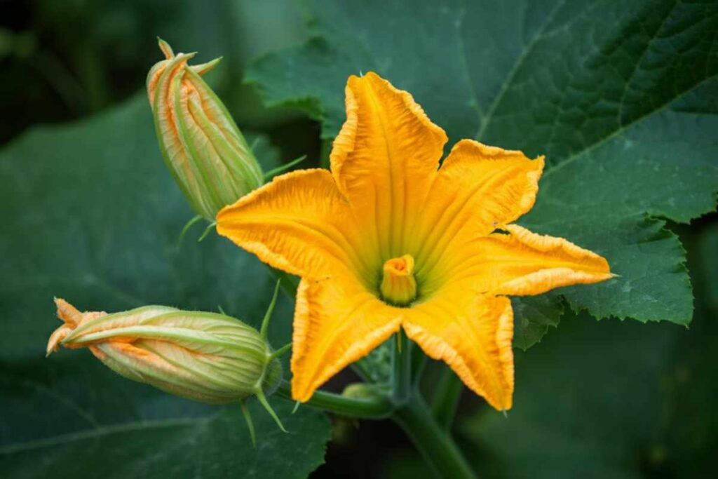 Valorizzare i fiori di zucca