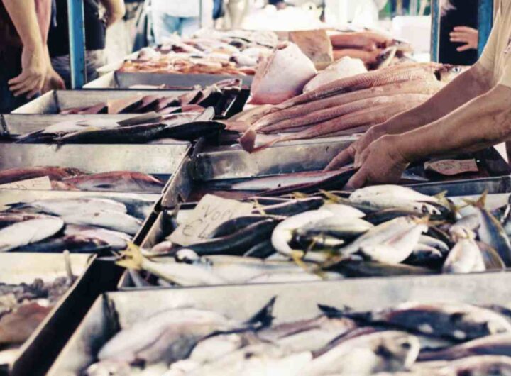 Pesce