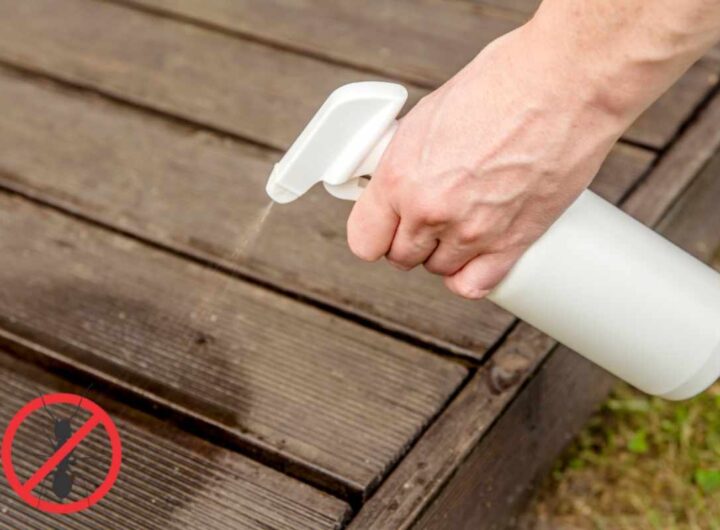 Spray contro formiche