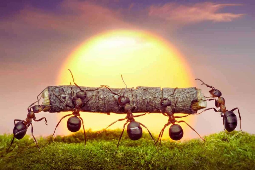allontanare le formiche dal giardino: il prodotto che non usi mai