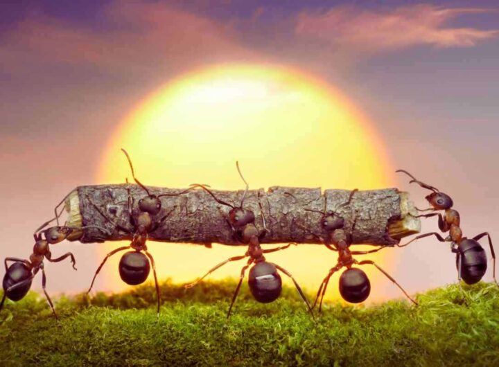 allontanare le formiche dal giardino: il prodotto che non usi mai