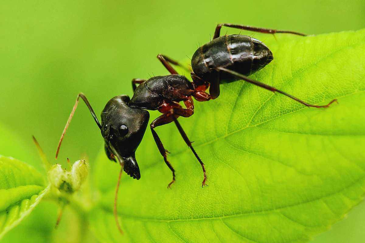 allontanare le formiche dal giardino: il prodotto che non usi mai