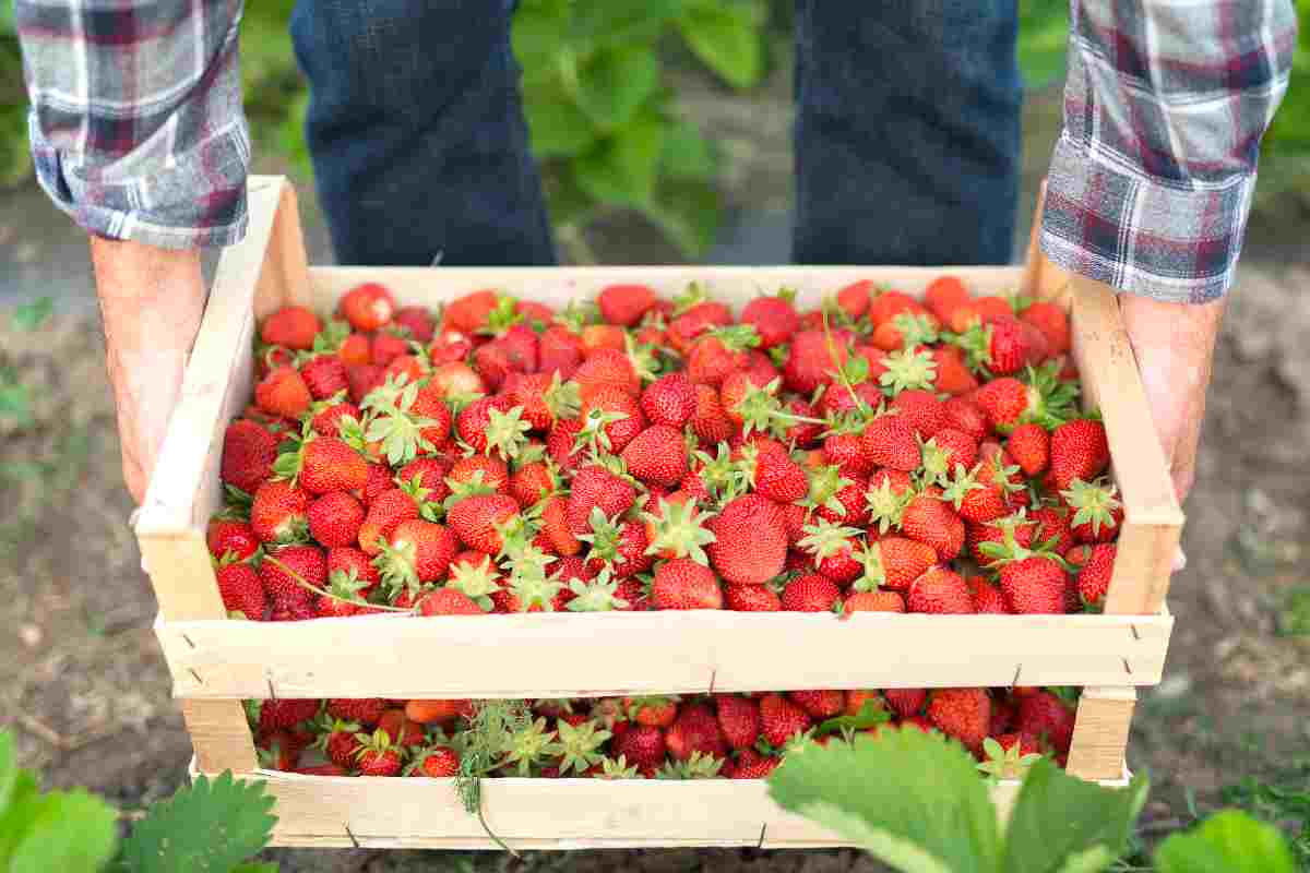 attenzione alle fragole