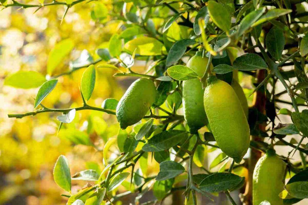 Sardegna in delirio per il limone-caviale
