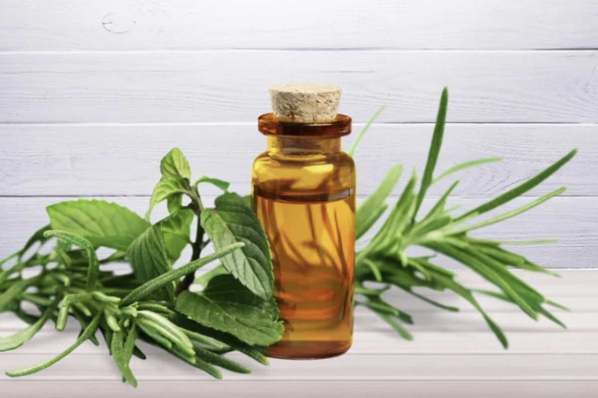 Il sistema più efficace per sfruttare le proprietà del tea tree oil nel contesto domestico consiste nell’impregnare un batuffolo di cotone